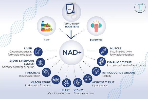 how Ozelyt NAD+ Booster Complex supports cellular energy production, metabolism, and healthy aging